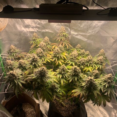 Artificial Red growlog timeline photo