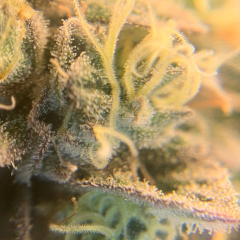 Artificial Red growlog timeline photo