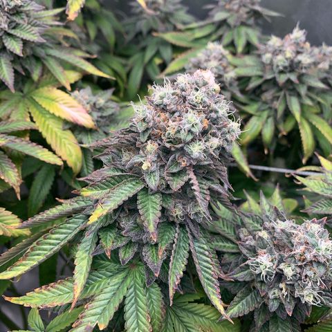 Artificial Red growlog timeline photo