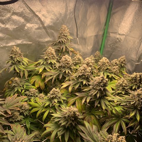 Artificial Red growlog timeline photo