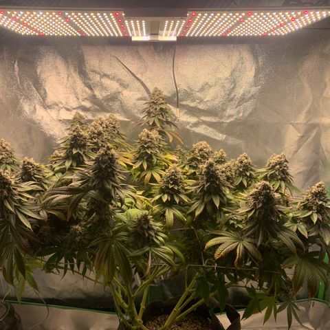 Artificial Red growlog timeline photo