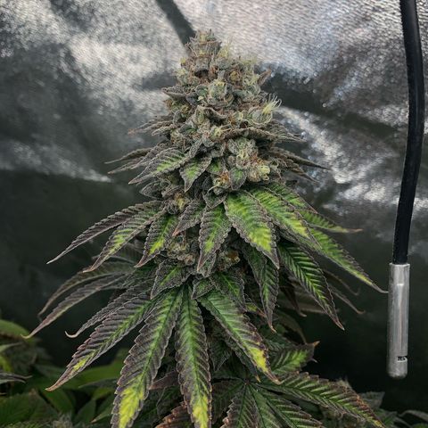 Artificial Red growlog timeline photo