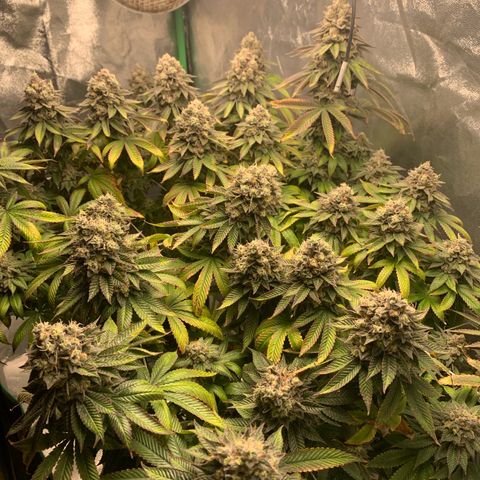 Artificial Red growlog timeline photo