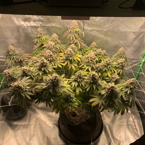 Artificial Red growlog timeline photo