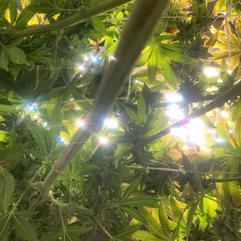 Artificial Red growlog timeline photo