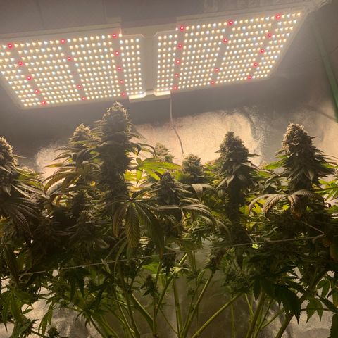 Artificial Red growlog timeline photo