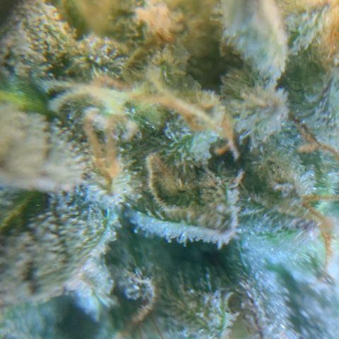 Artificial Red growlog timeline photo