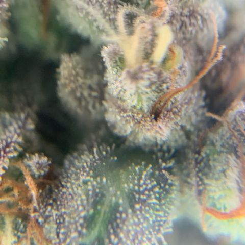 Artificial Red growlog timeline photo