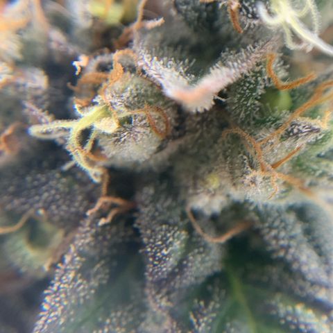 Artificial Red growlog timeline photo