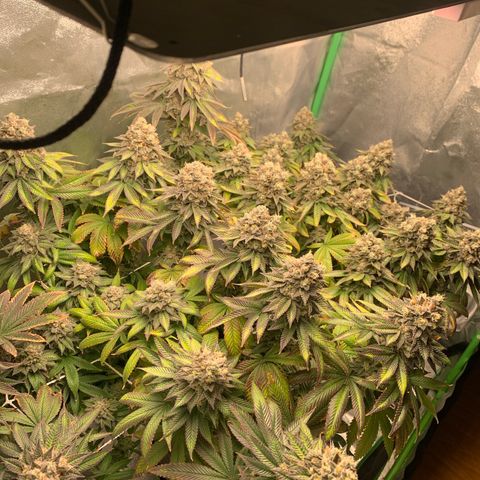 Artificial Red growlog timeline photo