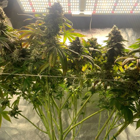 Artificial Red growlog timeline photo