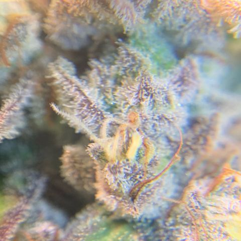Artificial Red growlog timeline photo