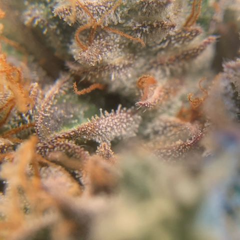 Artificial Red growlog timeline photo
