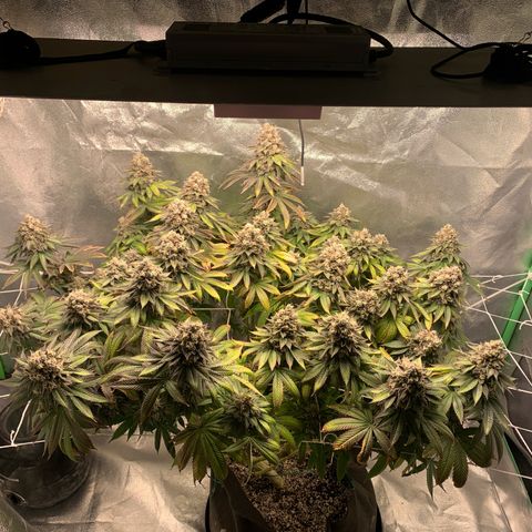 Artificial Red growlog timeline photo