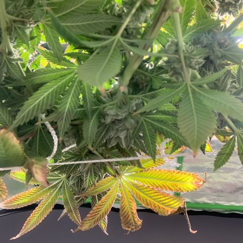 Artificial Red growlog timeline photo