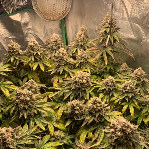 Artificial Red growlog timeline photo