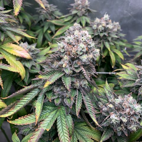 Artificial Red growlog timeline photo