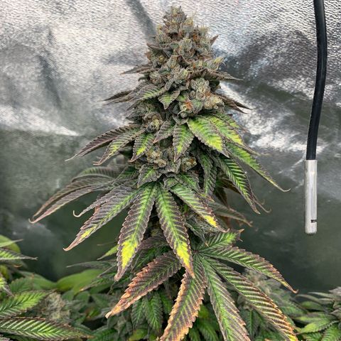 Artificial Red growlog timeline photo