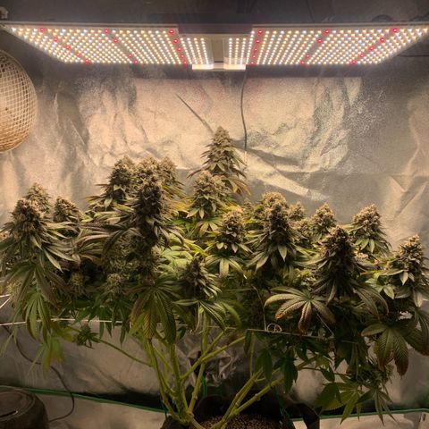 Artificial Red growlog timeline photo