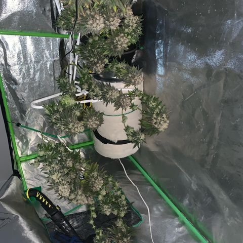 Artificial Red growlog timeline photo