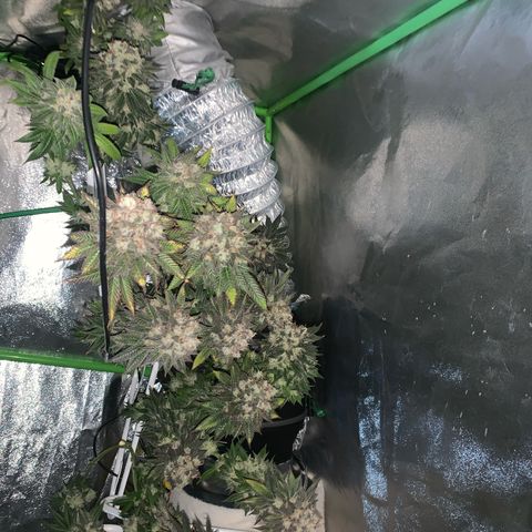 Artificial Red growlog timeline photo
