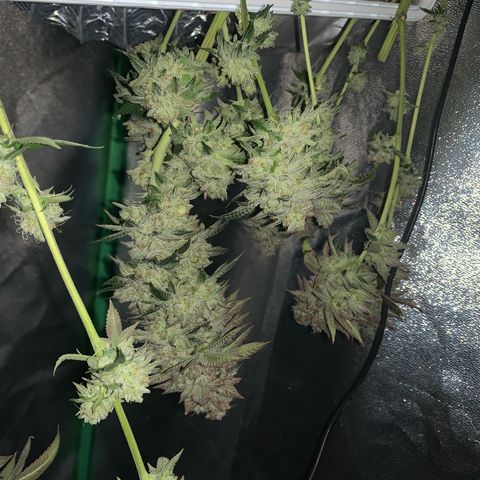Artificial Red growlog timeline photo