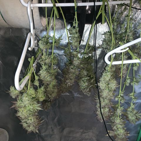 Artificial Red growlog timeline photo