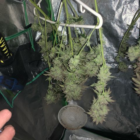 Artificial Red growlog timeline photo