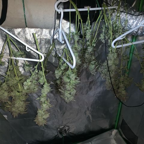 Artificial Red growlog timeline photo