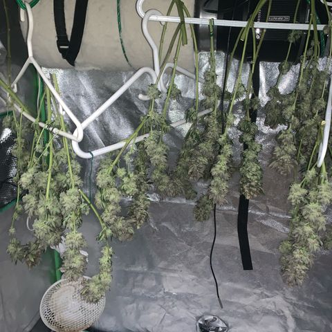 Artificial Red growlog timeline photo