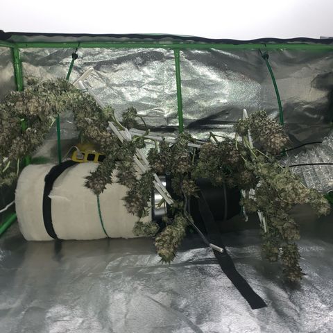Artificial Red growlog timeline photo