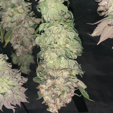 Artificial Red growlog timeline photo
