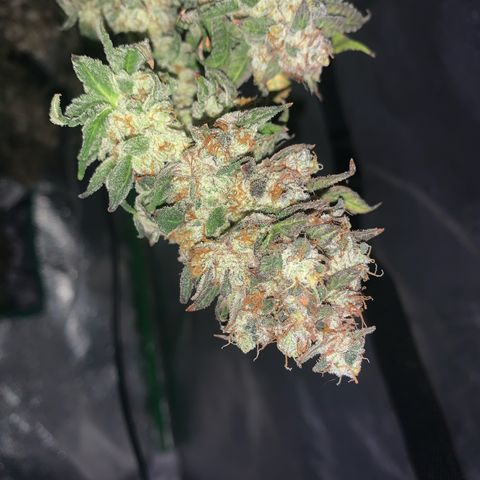 Artificial Red growlog timeline photo