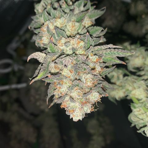 Artificial Red growlog timeline photo