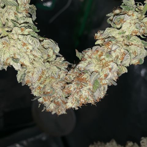 Artificial Red growlog timeline photo