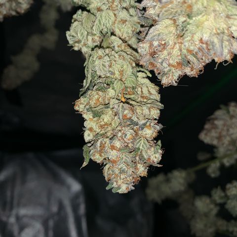 Artificial Red growlog timeline photo