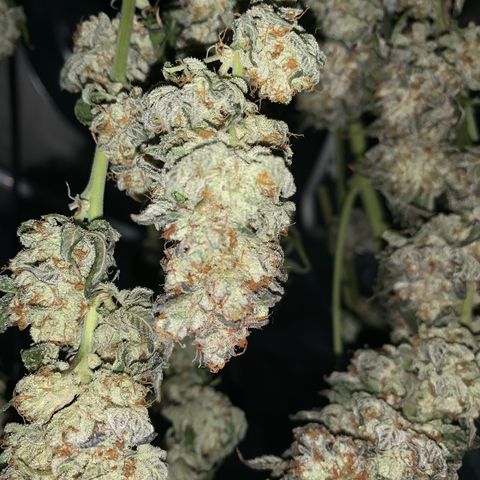 Artificial Red growlog timeline photo