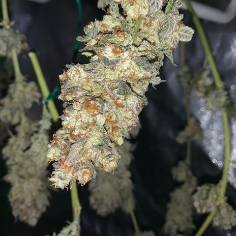 Artificial Red growlog timeline photo