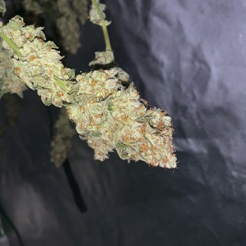 Artificial Red growlog timeline photo