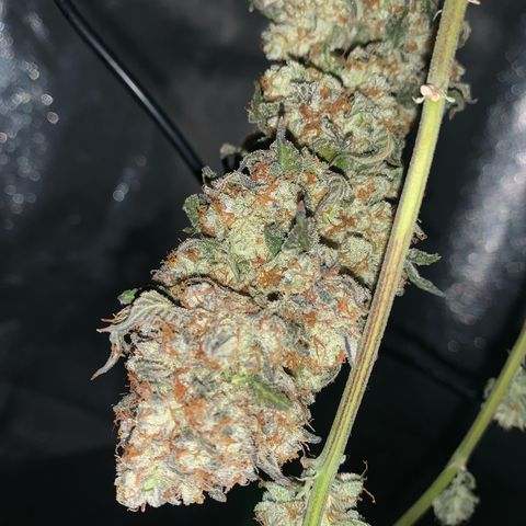 Artificial Red growlog timeline photo