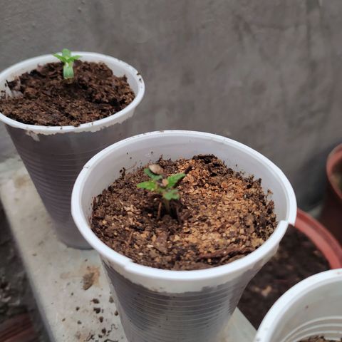 Genética desconocida growlog timeline photo