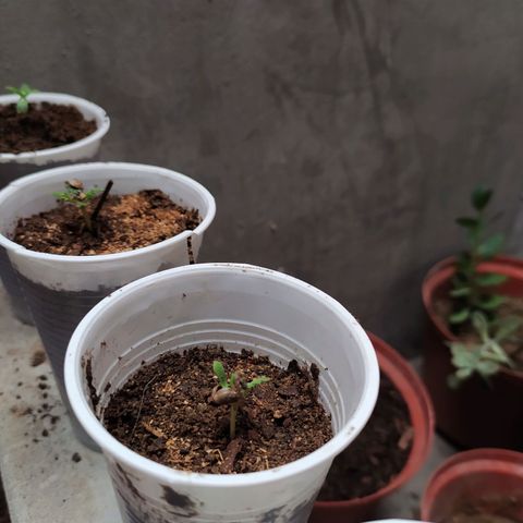 Genética desconocida growlog timeline photo