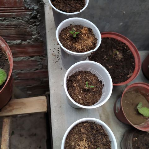 Genética desconocida growlog timeline photo