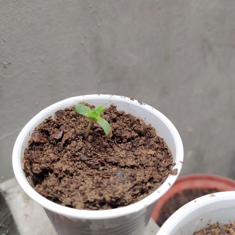 Genética desconocida growlog timeline photo