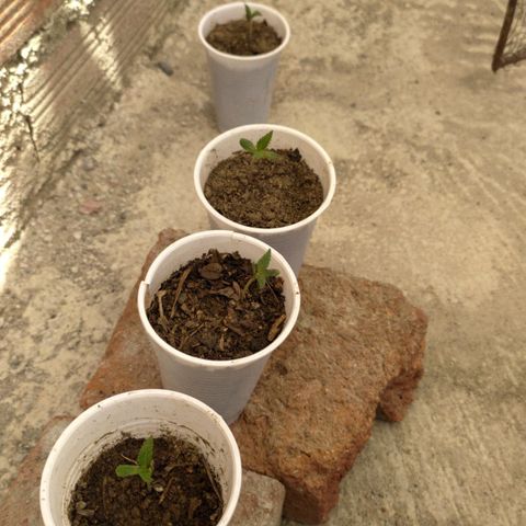 Genética desconocida growlog timeline photo