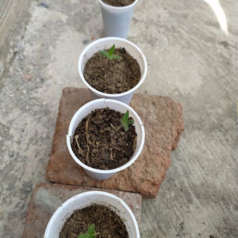 Genética desconocida growlog timeline photo