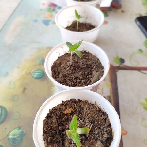 Genética desconocida growlog timeline photo