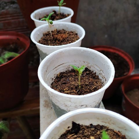 Genética desconocida growlog timeline photo