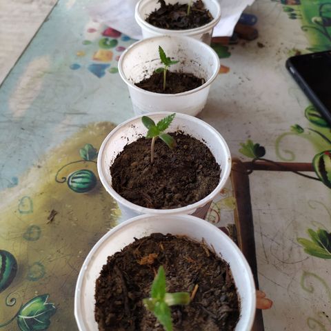 Genética desconocida growlog timeline photo
