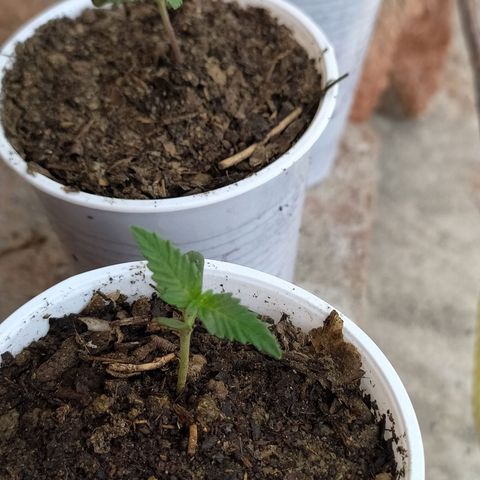 Genética desconocida growlog photo: Empiezan a despertar las próximas hojas 